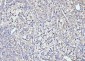 Anti-ITCH/AIP4 Antibody Picoband™ (monoclonal, 5E12)